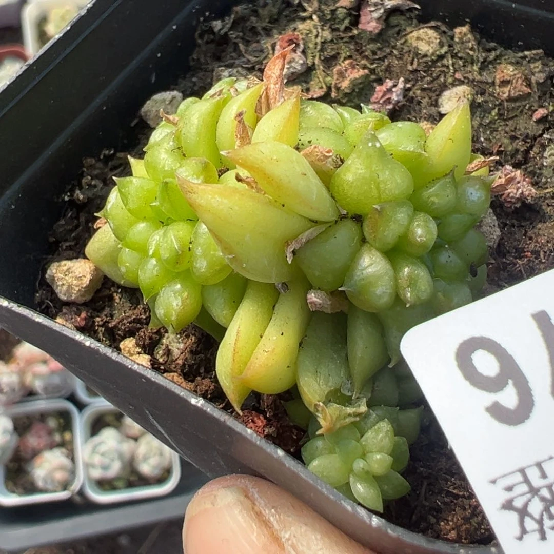 小卡拉米糖心一物一拍17-76