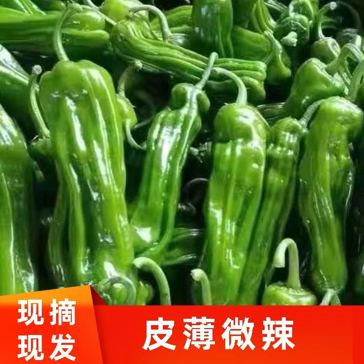 【到手五斤】新鲜辣椒现摘红绿辣椒可剁椒晒干做辣椒酱皮薄肉厚