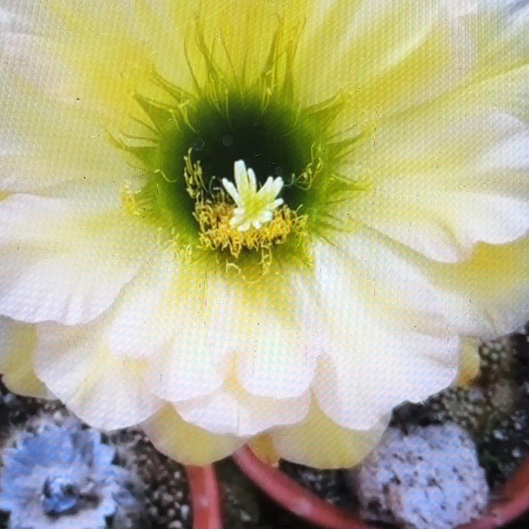 绿眼睛毛侧牙20包邮50