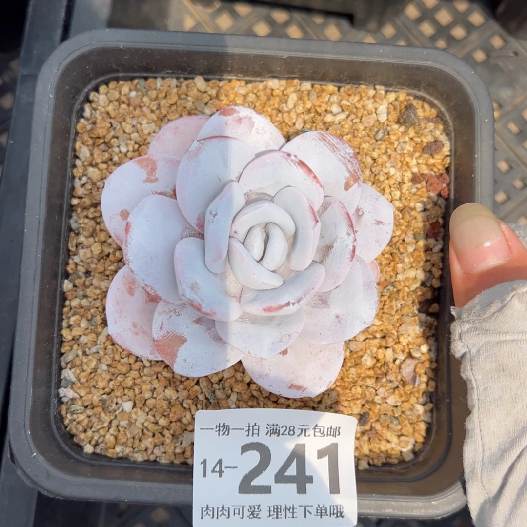 雪莲，多肉多肉多肉多肉