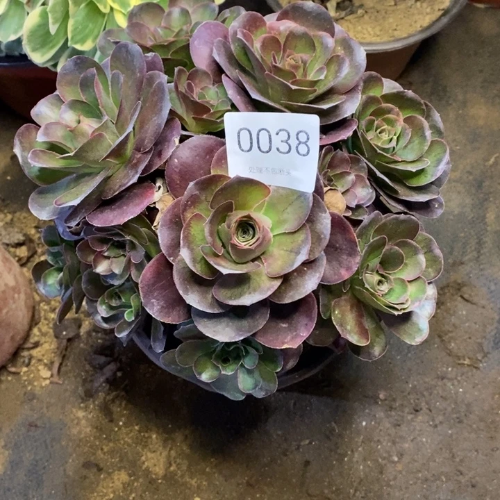 养***?魅金多肉断头不包0838