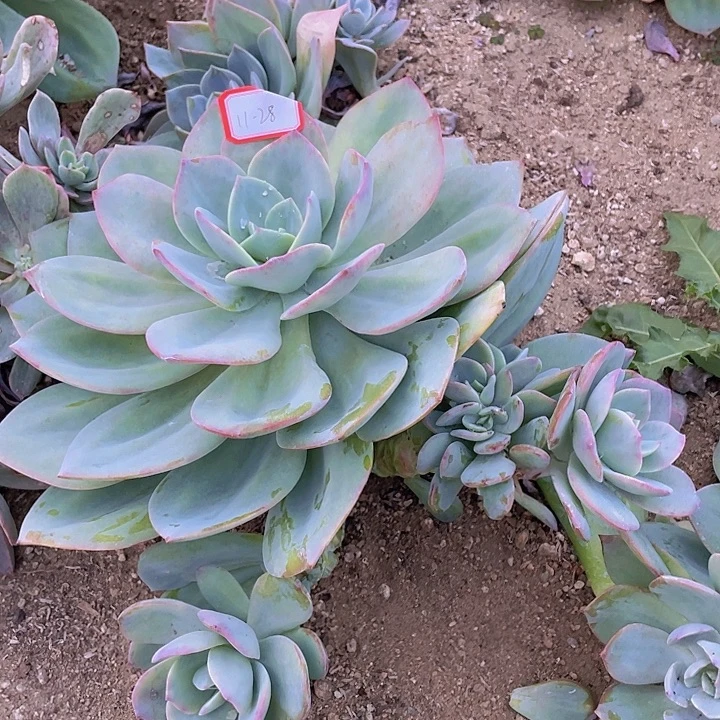 爱***肉白凤多头11杠28号