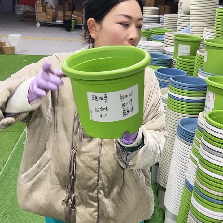 特价3号四季口21高18果绿10只无托