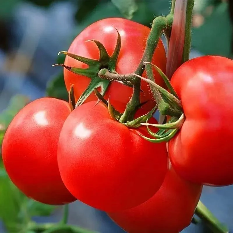 贵州云南中蔬4号薄皮番茄沙瓤心西红柿自然熟生吃