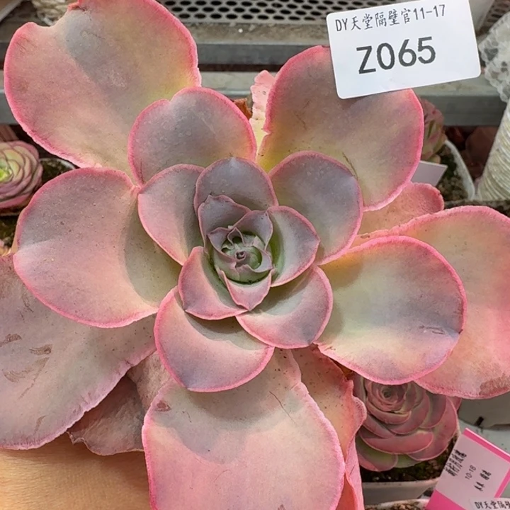 朱065。  不知名蕾丝