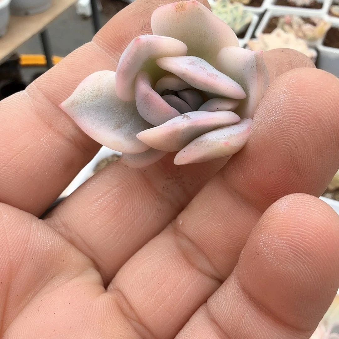 花*子冰城锦多肉锦多肉