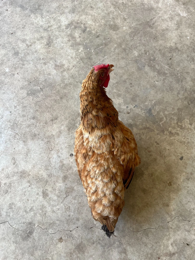 散养煲汤三-四年老母鸡活鸡土鸡散养土鸡正宗