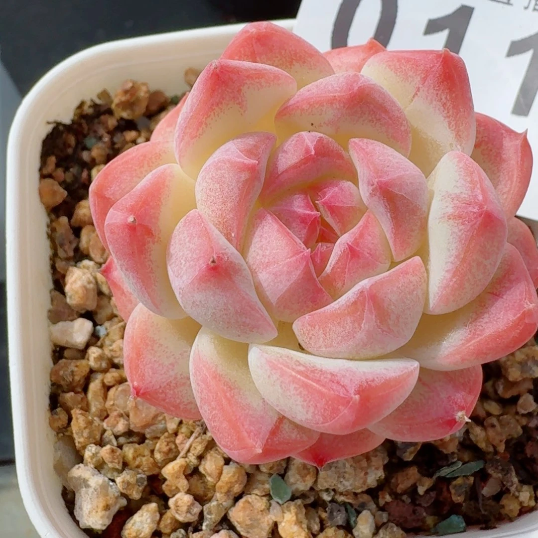 美梦      愿你一路坦途，乘风破浪展宏图