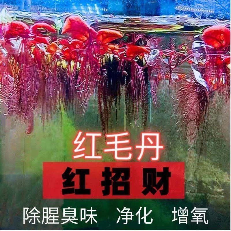 增氧水草红毛丹浮萍活体水草造景净化水质装饰绿植净化水质水草