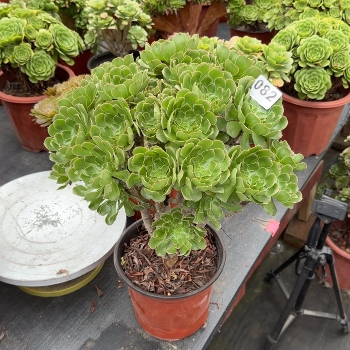 你***的多肉植物生长082绿法