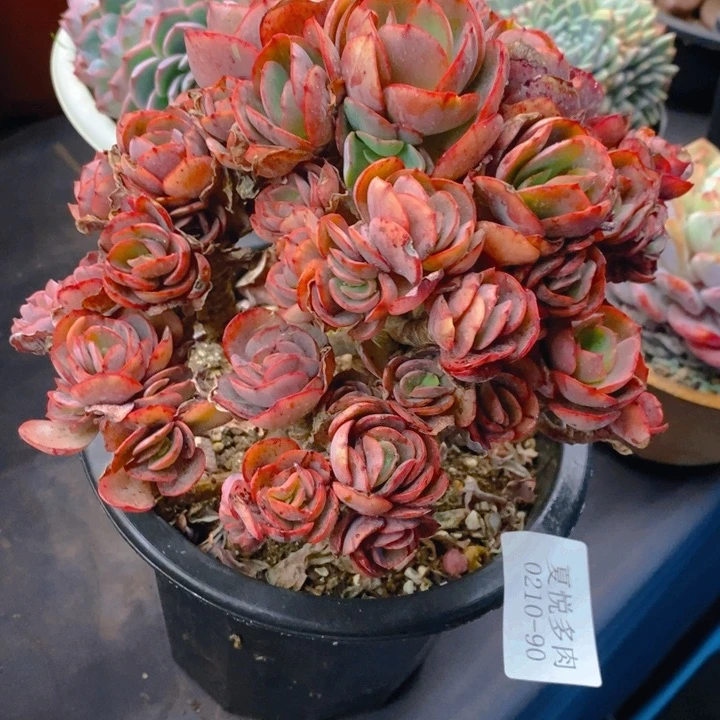 夏悦多肉0210-90秀妍