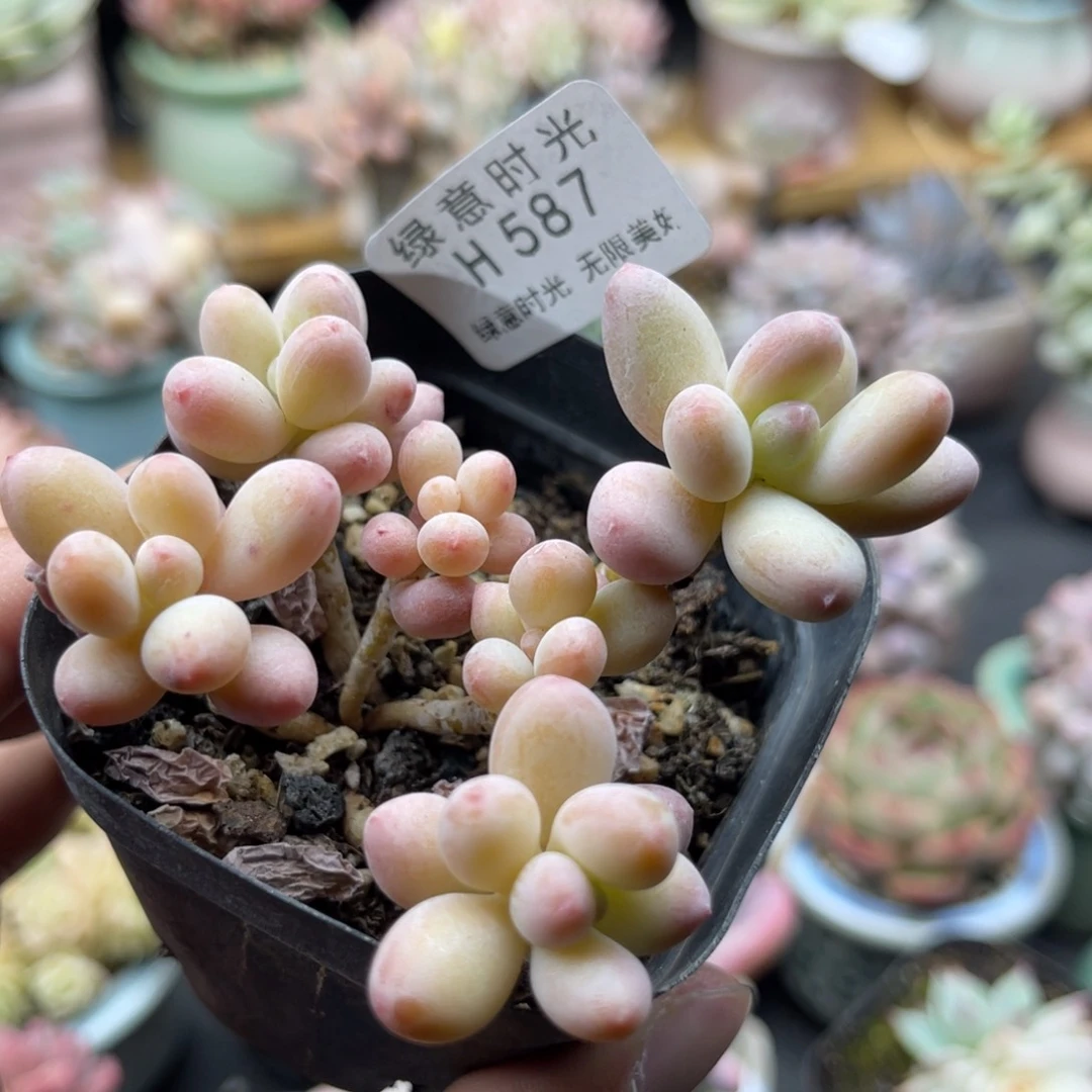 ✿***?587 带陶瓷盆发货 满28包邮
