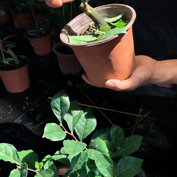 无花朵寿星嫁接苗39