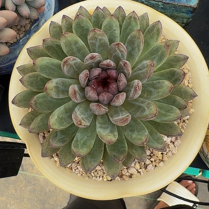 黑水晶 美人杂  一物一拍