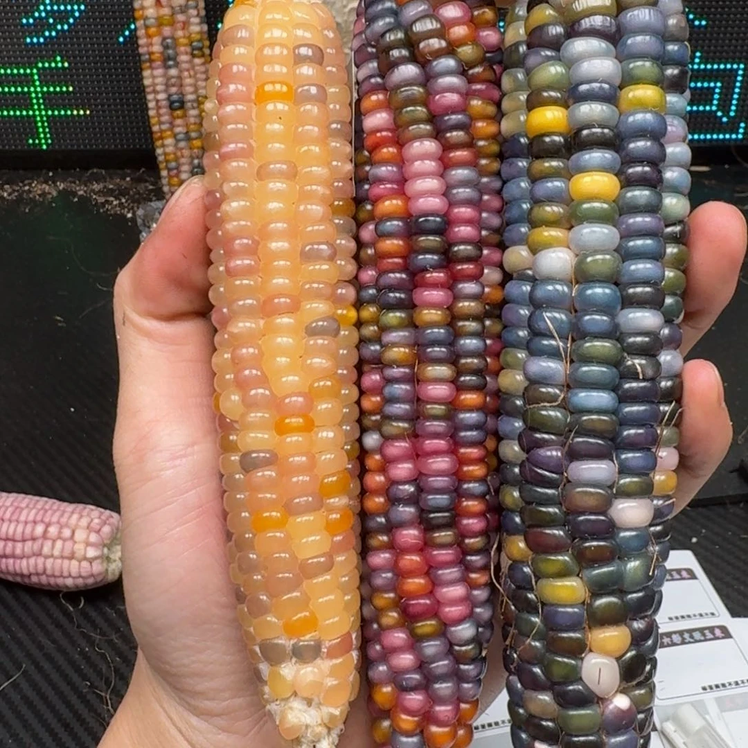 柏香籽/百香籽吊坠记*