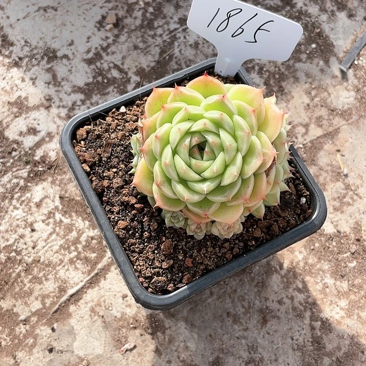 薇薇安园艺多肉1865