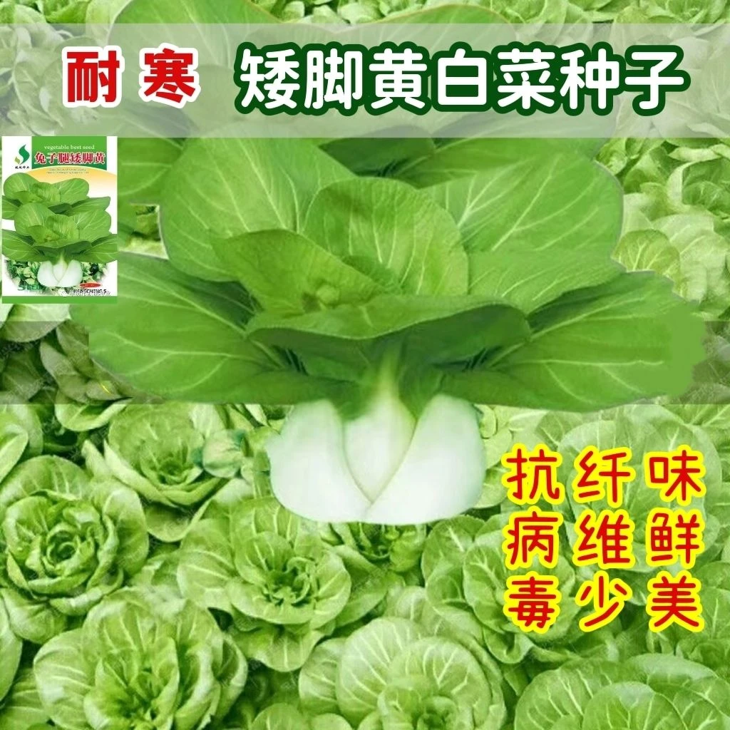 矮脚黄种子四季播农家蔬菜青菜种子矮白菜种子特色蔬菜种子