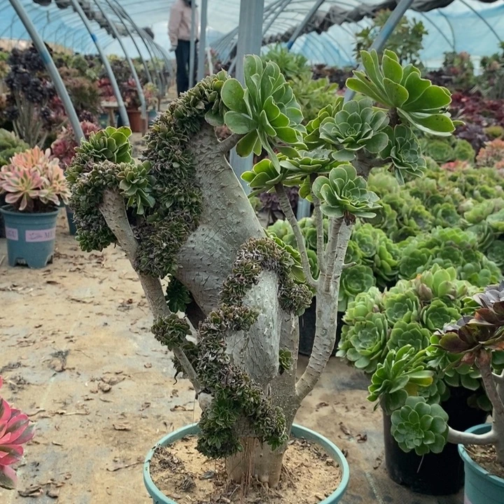 原始绿缀多肉植物40