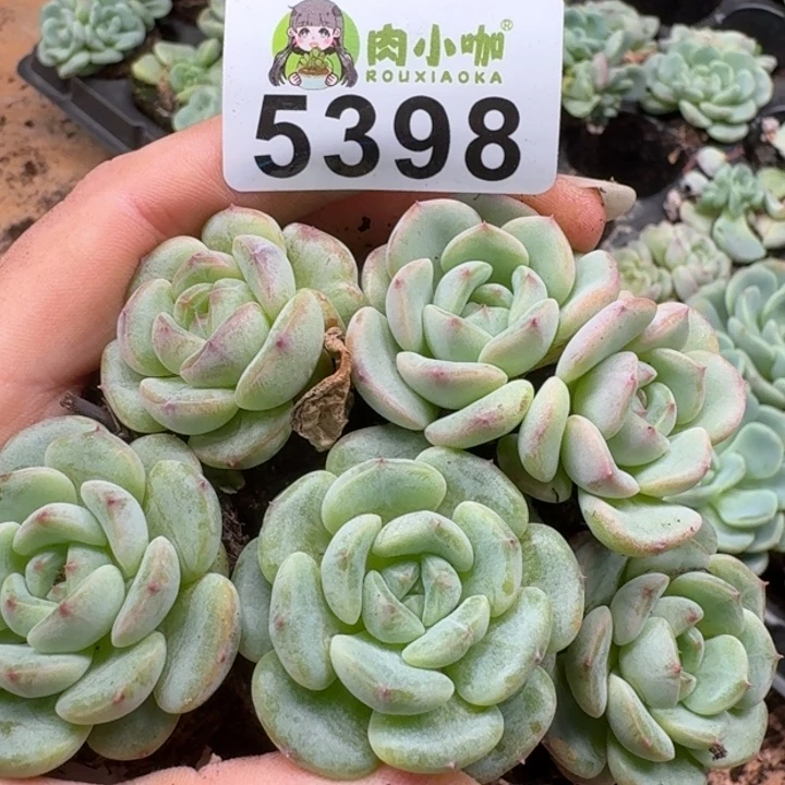 多肉植物多肉植物