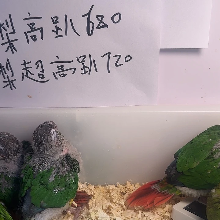 虎皮鹦鹉鹦鹉鹦鹉