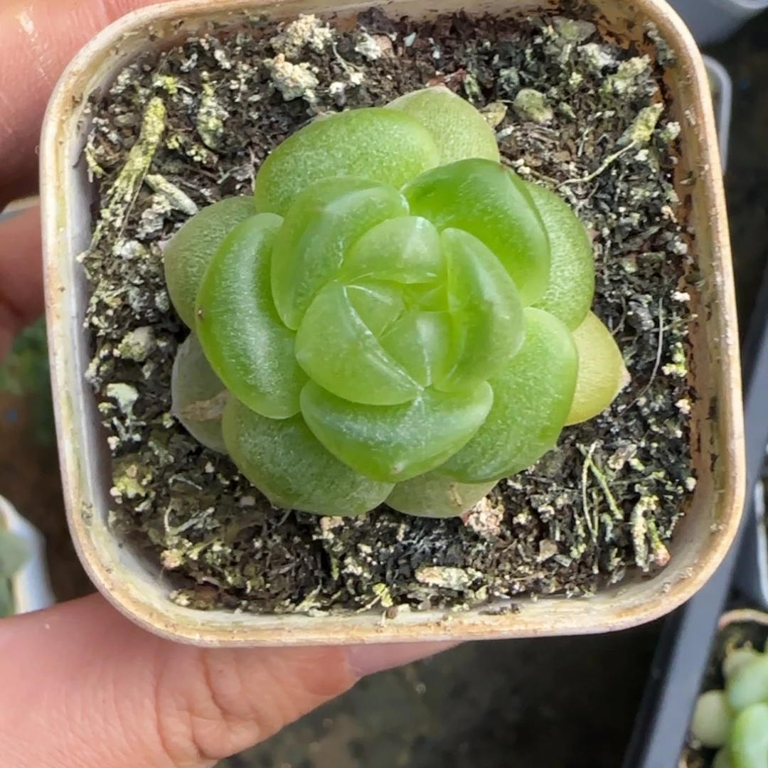东篱下多肉植物哈哈哈哈