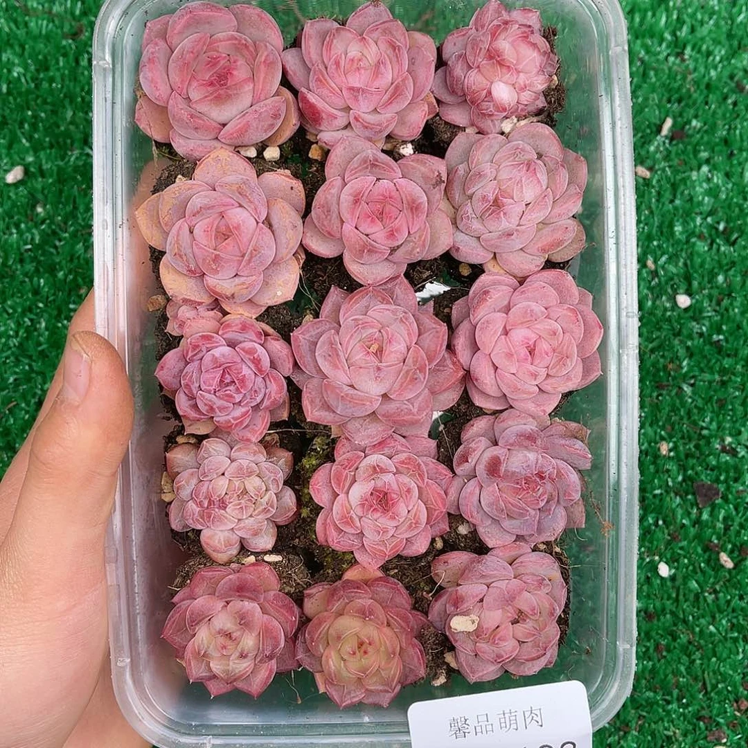 多肉一物一拍23-198