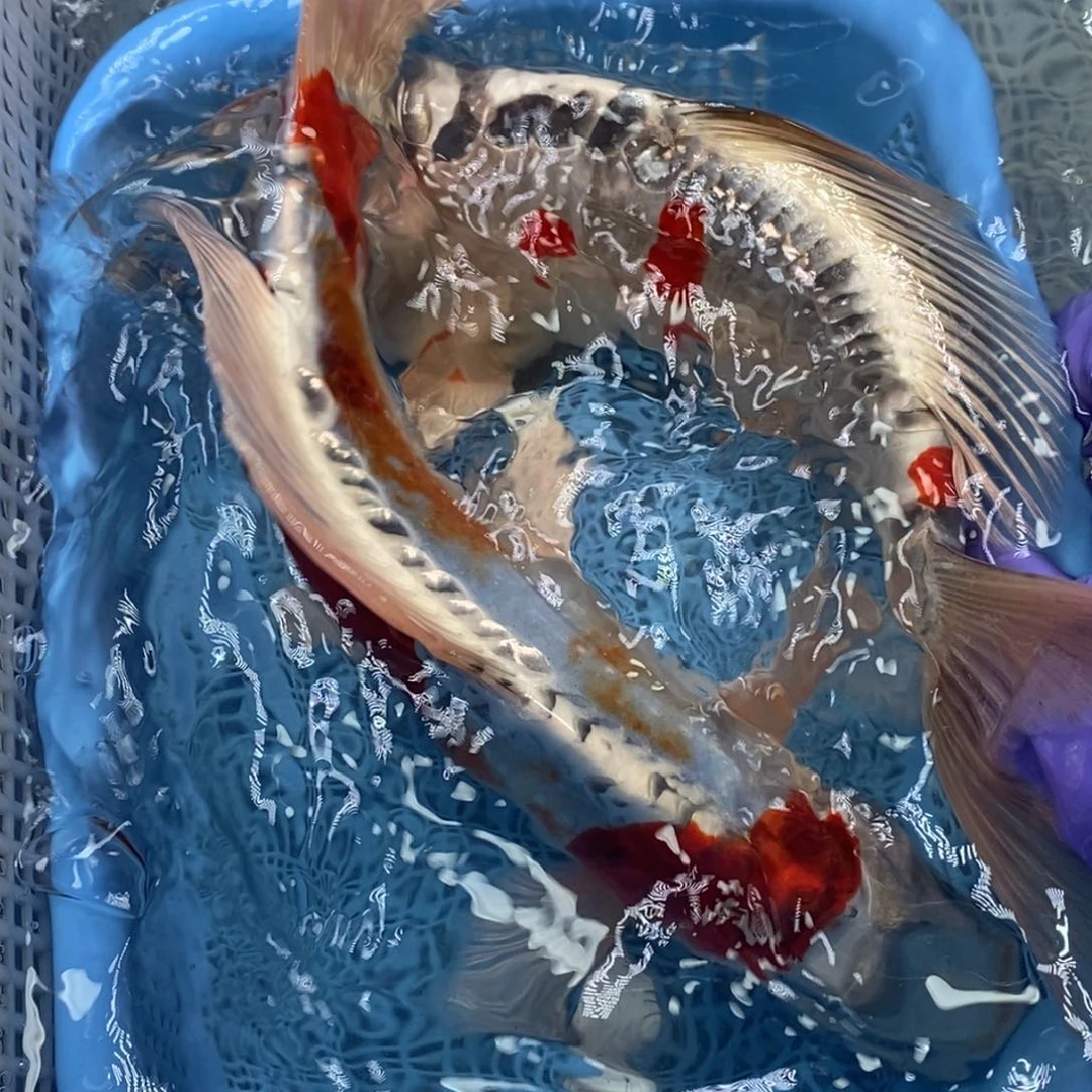 锦鲤冷水锦鲤包邮