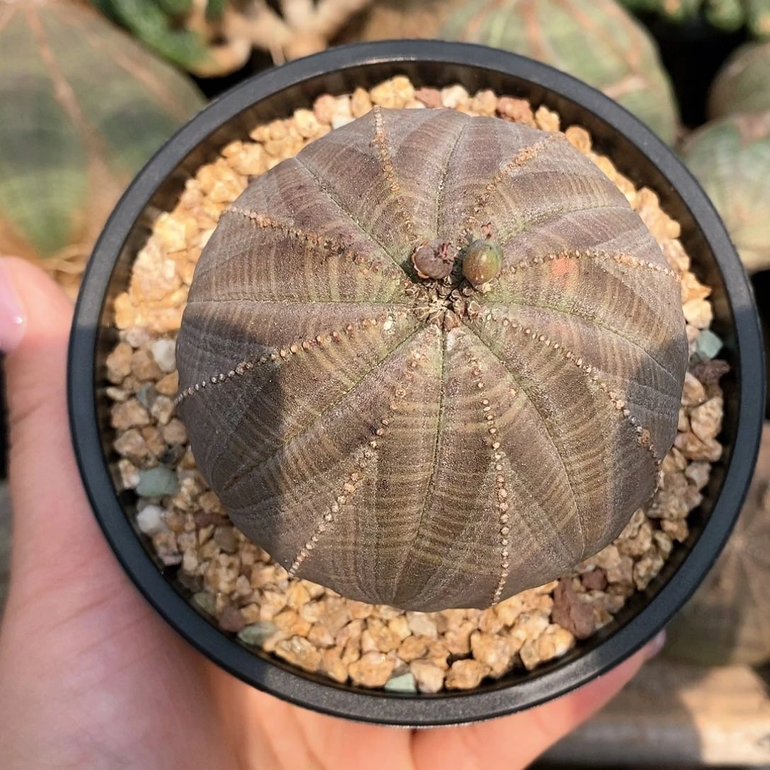 欧系布纹球多肉植物