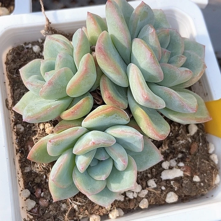 多肉植物泡芙829多肉