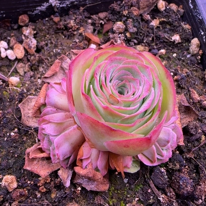 捧花1234464676767673