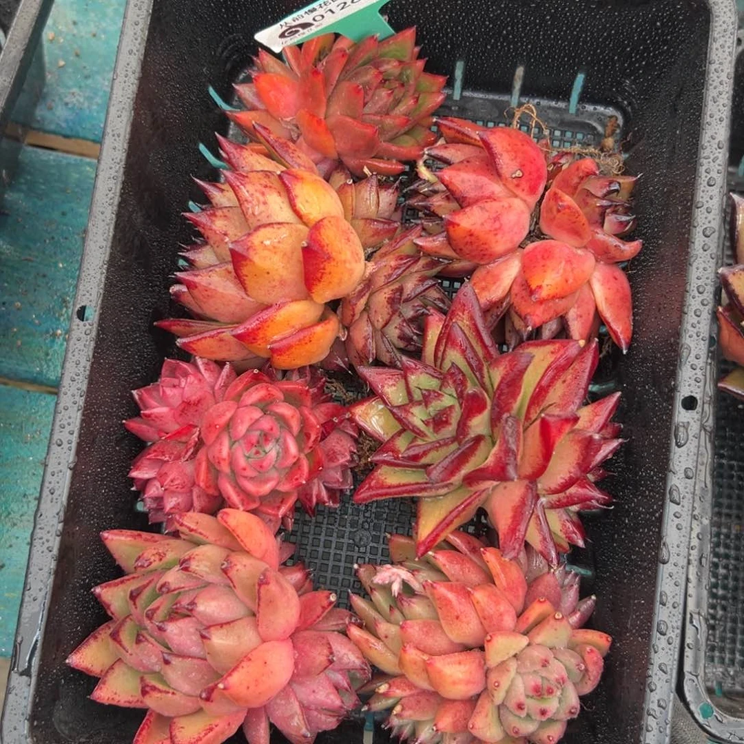 多肉一物一拍编号0126-119