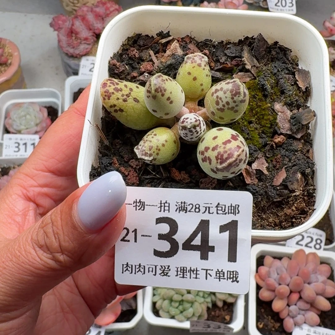 海豹会掉叶子不售后无盆土发货