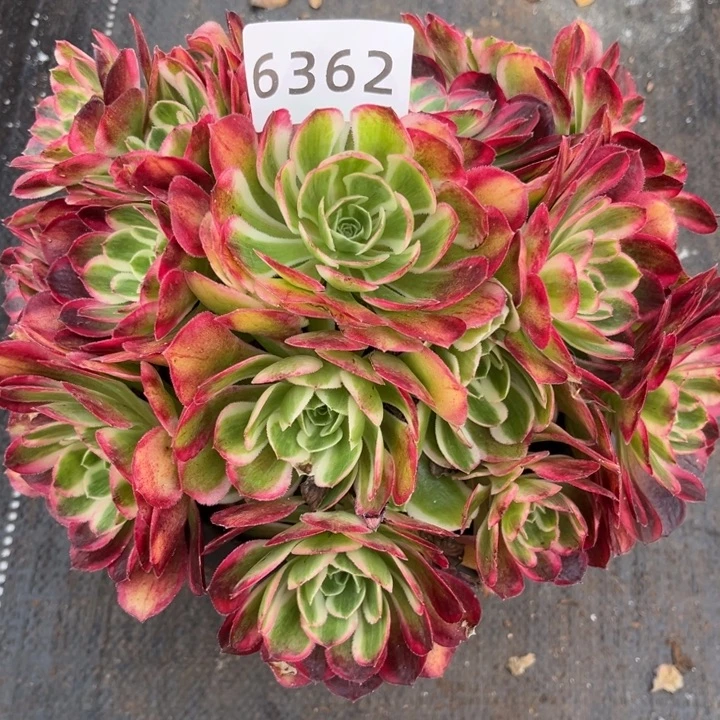 红体孔雀翎特价多肉