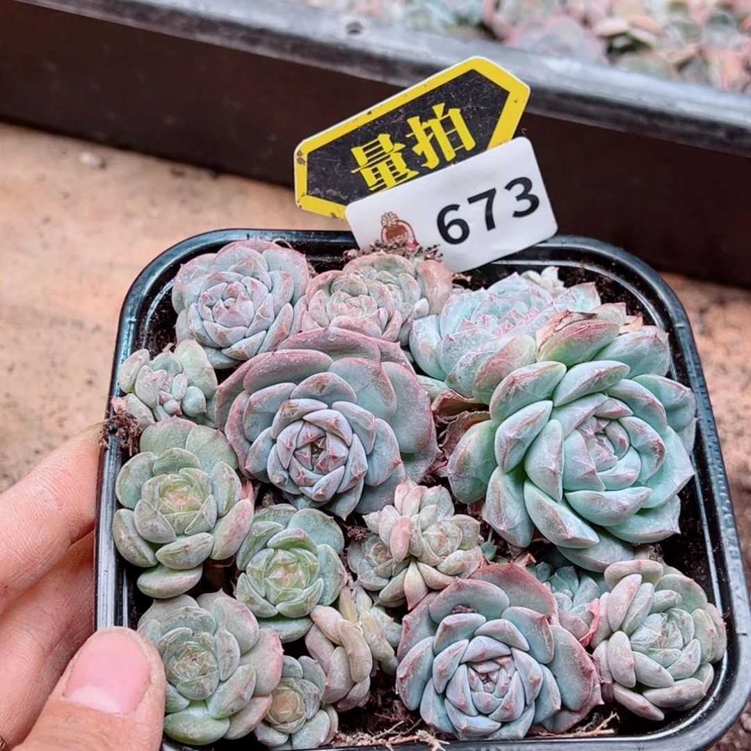 多肉植物多肉植物