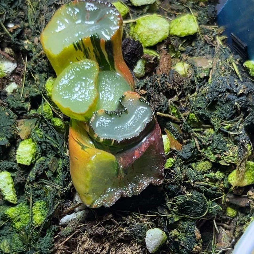 恭喜发财大吉大利532