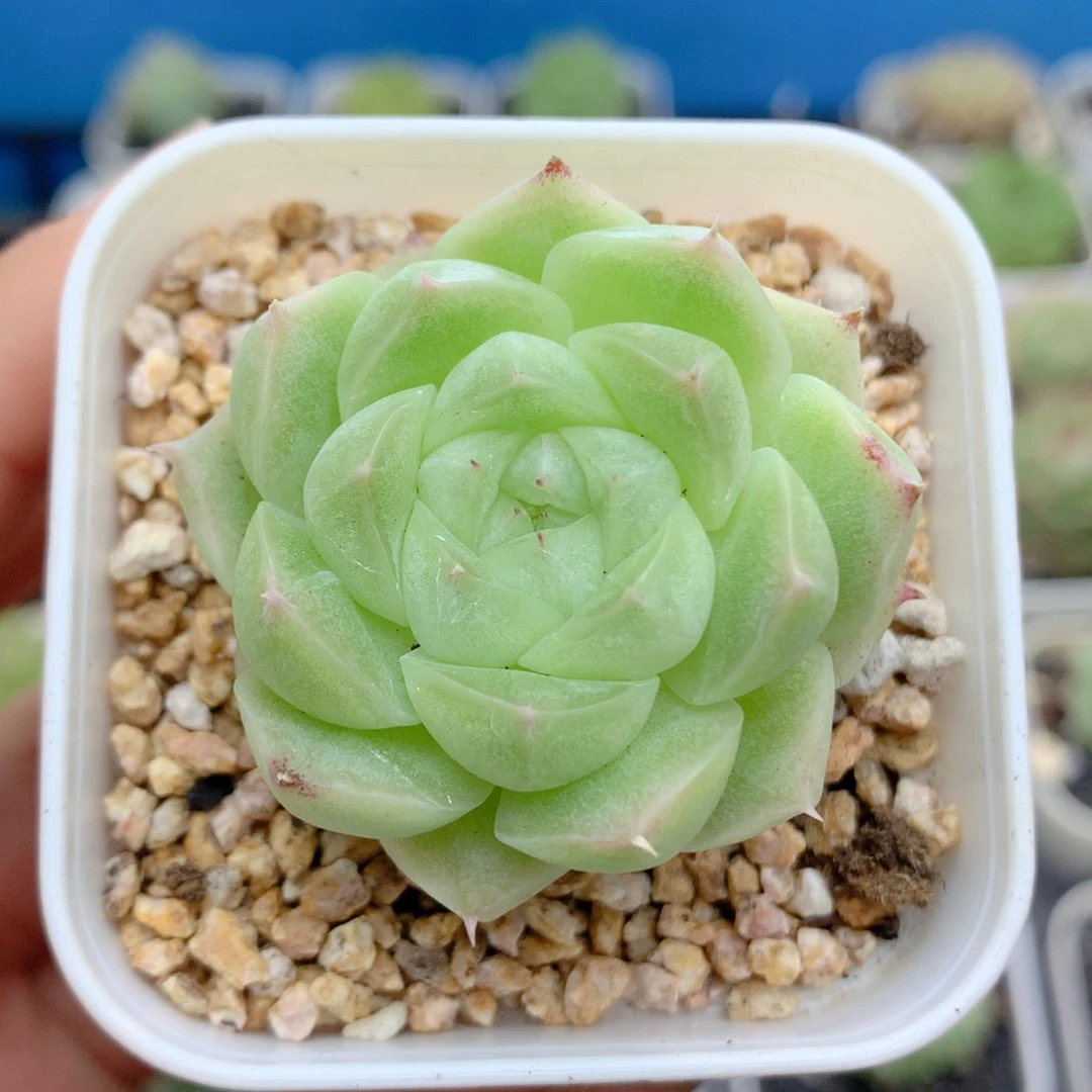 58包邮 群生不包整43
