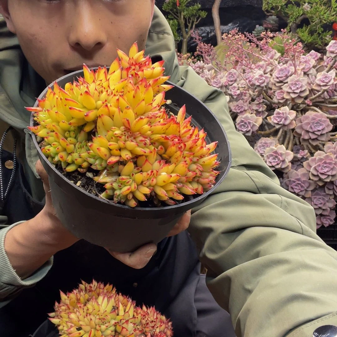 白月光多肉1027冬云小缀化