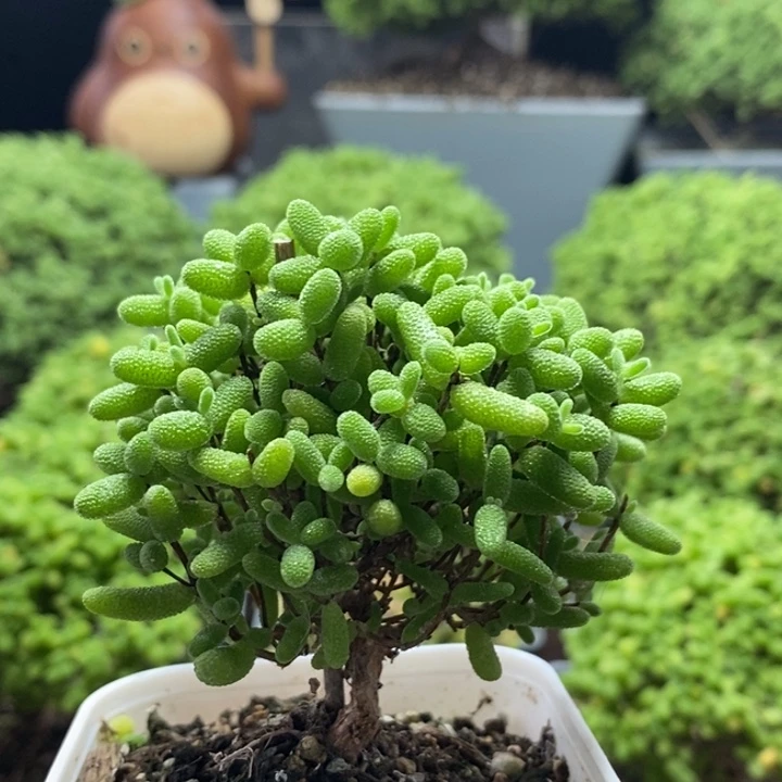 蜜橘糖球8208枝干番杏