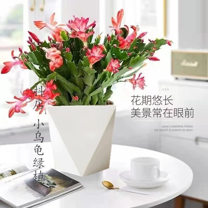 【七总】蟹爪兰不带花苞高档阳台室内客厅四季花卉绿植盆栽常年开花