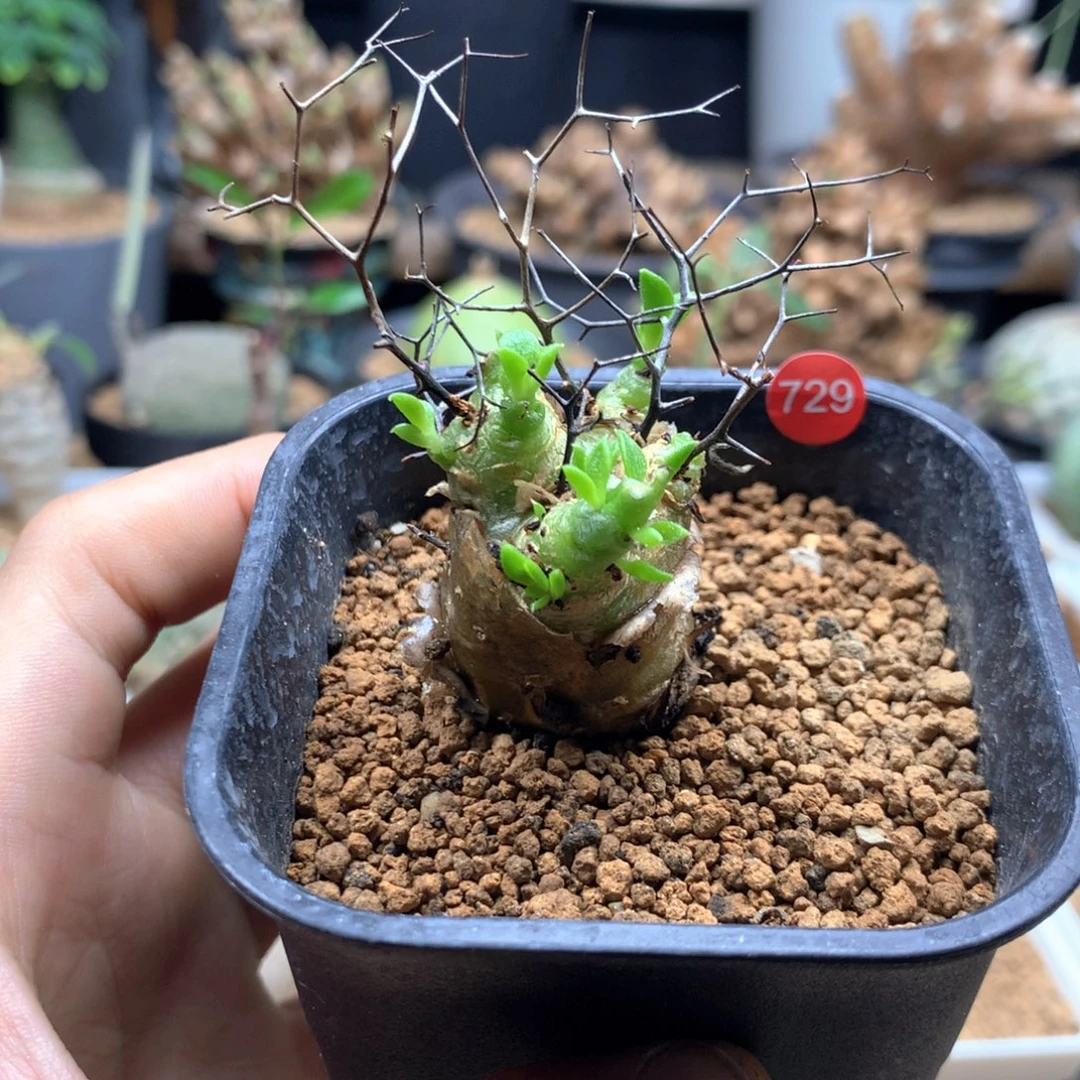 钢丝球万物想奇峰锦带盆