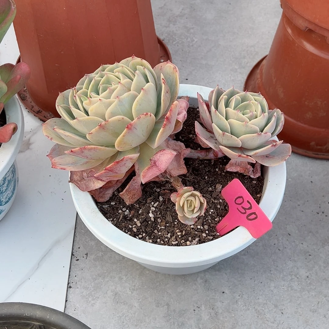 沈****店030白雪公主多肉植物