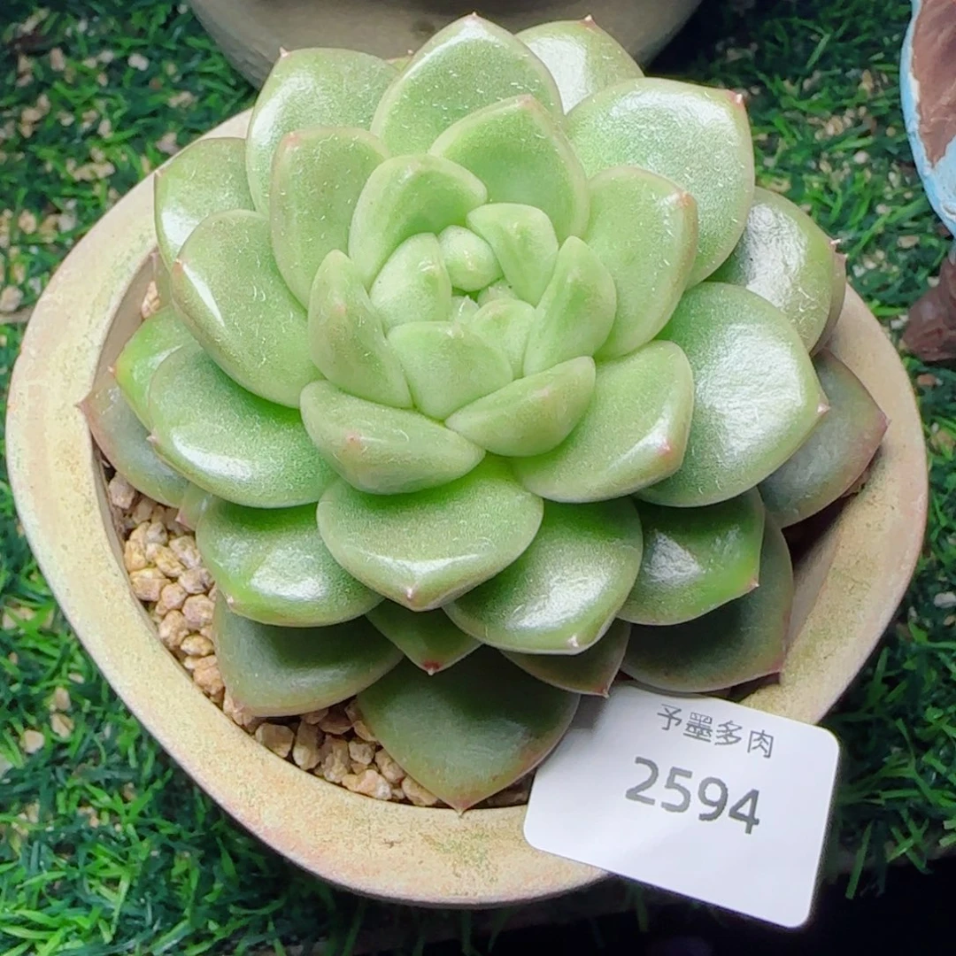 绿体珍妮，2594多肉植物