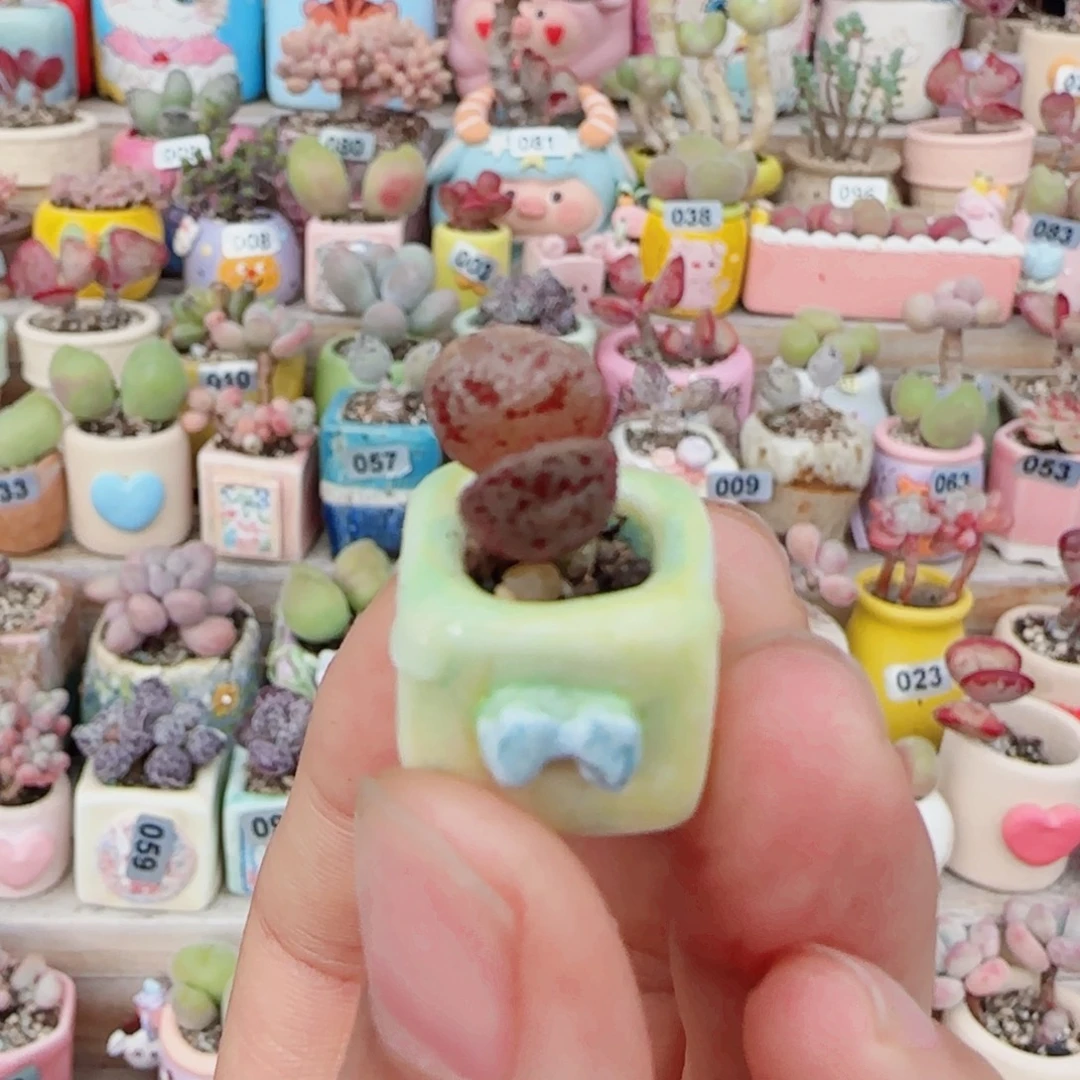 T可爱小马丁盆口1cm