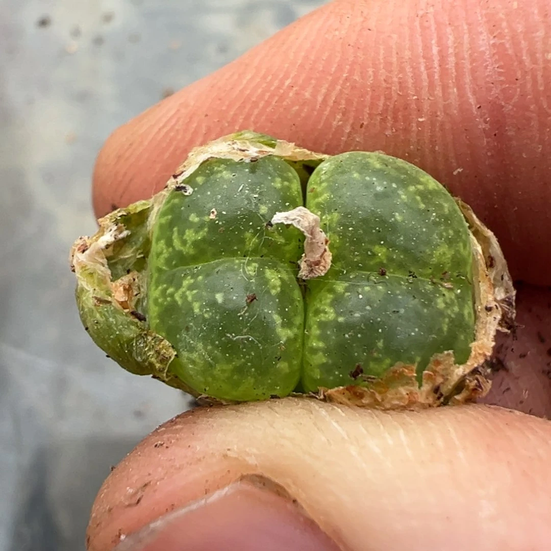 20-59量拍cr1383流苏玉一颗