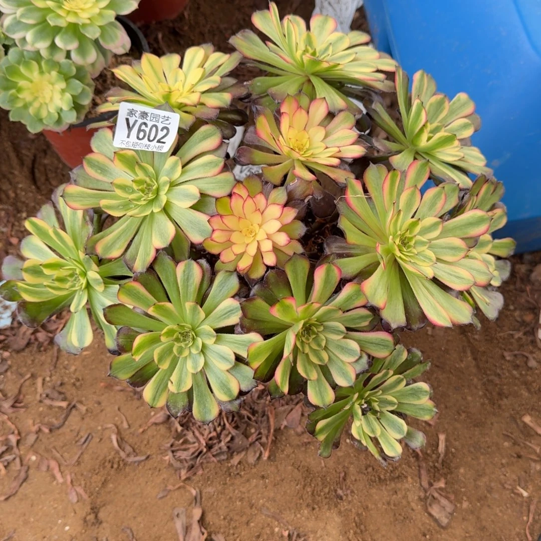 602美亚官服 30左右2