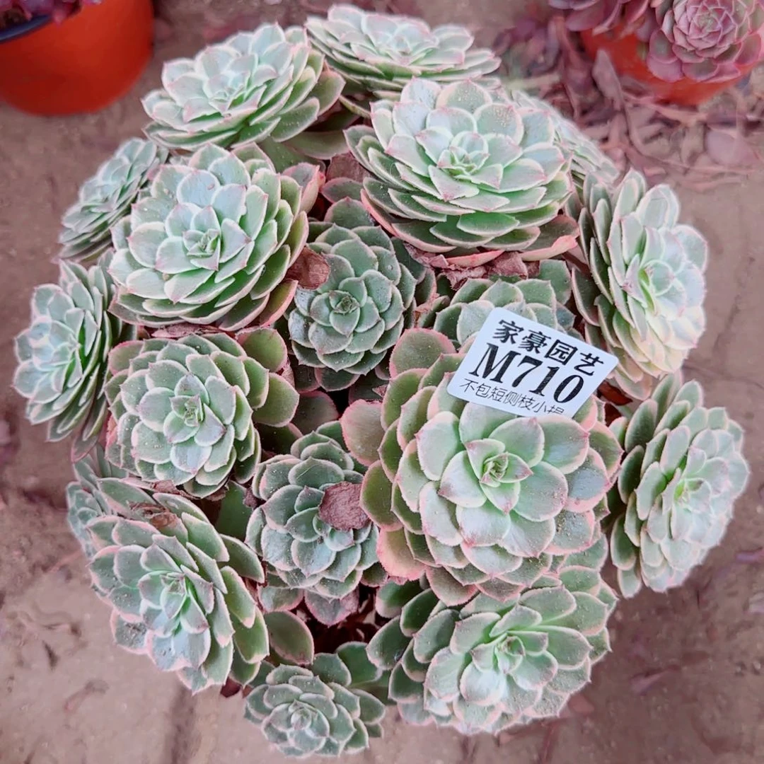 粉花妖发师710冠幅26