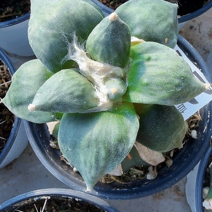 无花朵249蓝白肌怒涛8西一