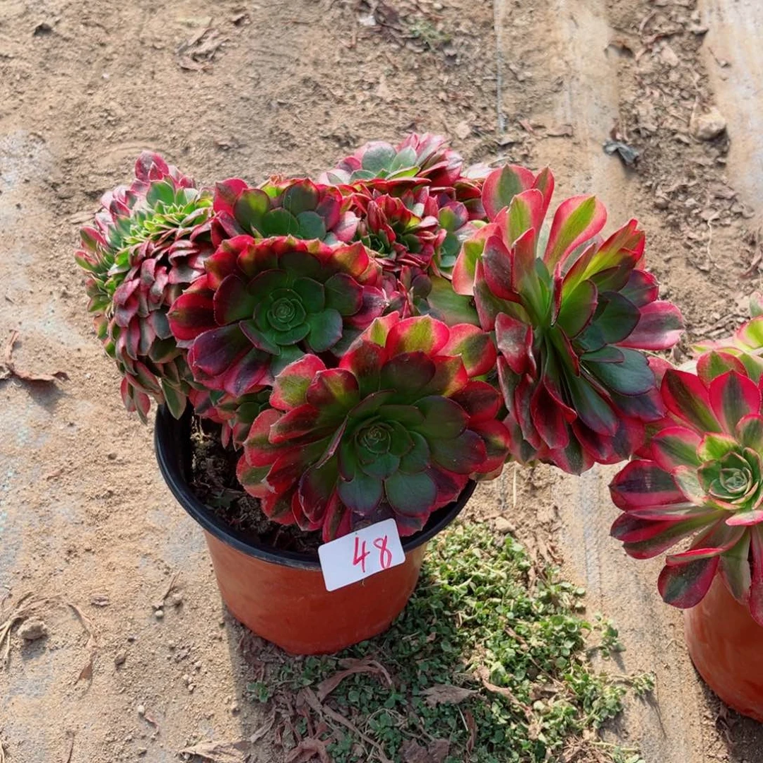 48雨荷缀化多肉植物