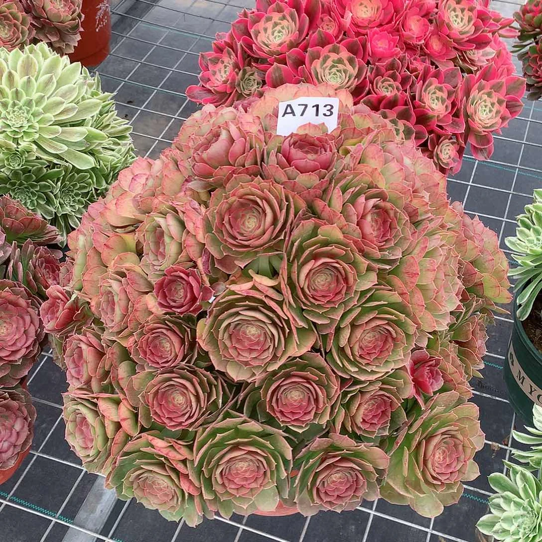 温**我713.沙拉碗多肉植物