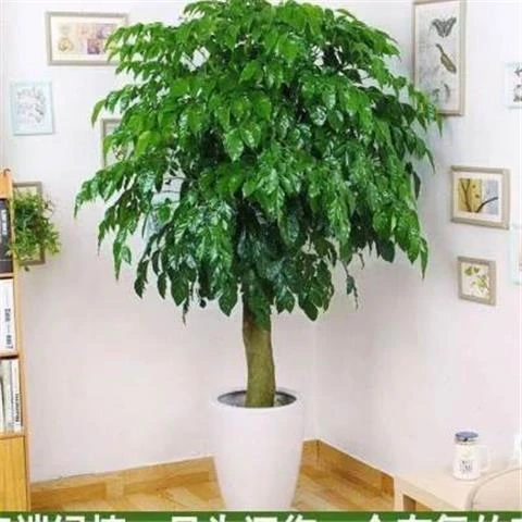 独杆棒棒糖型幸福树老桩室内大型植物四季常青绿植办公室进化空气